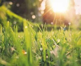 Lenteweer op komst! Deze week veel zon en amper regen