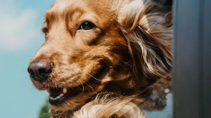 Zien: deze bezorger gaat met élke hond die hij tegenkomt op de foto