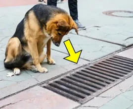 Dog Looks Down Drain Every Day Until Bystanders See What She's Looking At