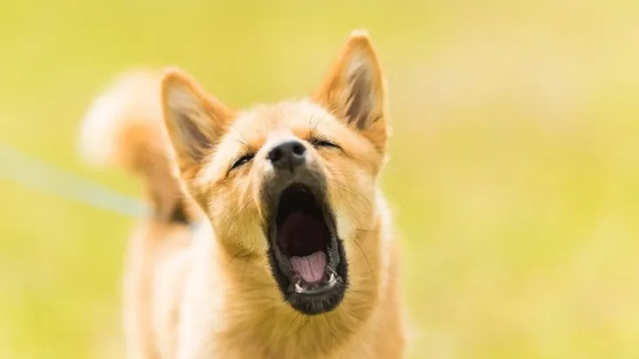 Nieuwe regel: blaft je hond te veel? Dan kan hij worden ingenomen door de gemeente