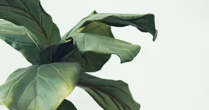 É assim que você mantém suas plantas vivas no inverno