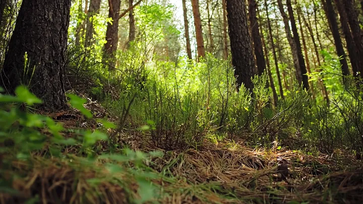 Un hombre pensó que había encontrado un cachorro en el bosque - Cuando la veterinaria los ve llama a la policía