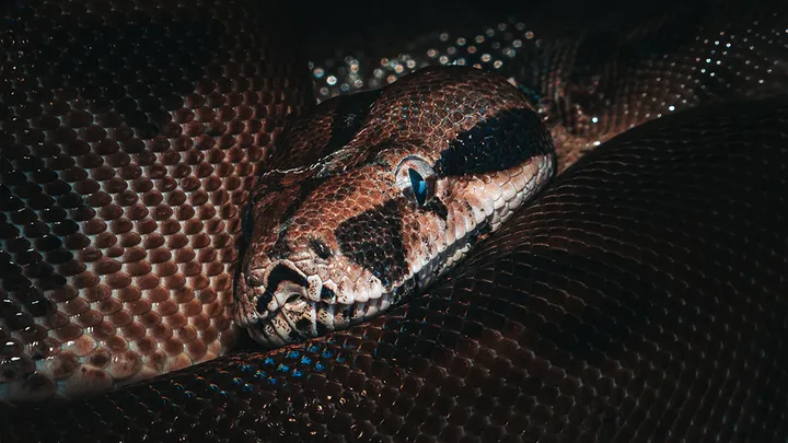 ¡Estos trabajadores encontraron una serpiente gigante - no creerás lo que encontraron dentro!