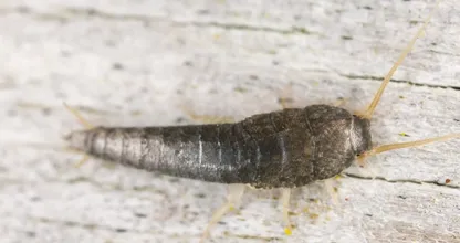 Was du gegen Silberfische in der Küche oder im Bad tun kannst!