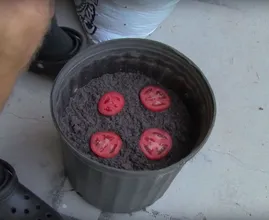 Il met 4 tranches de tomates dans un pot avec du terreau et 10 jours plus tard, le résultat est génial