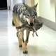 Lobo invade o hospital - Enfermeira levada às lágrimas pelo que carrega na boca