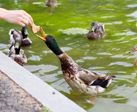 Verfütterst du altes Brot an Enten? Dann lies dir das hier bitte kurz durch!