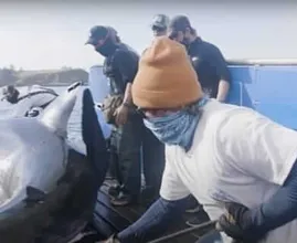 Esses marinheiros encontraram um tubarão gigante - Você não vai acreditar no que eles encontraram lá dentro!