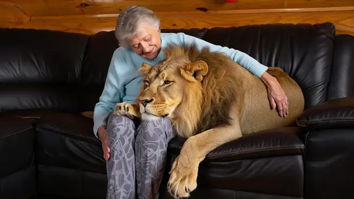 Questa anziana signora vive insieme a un leone domestico