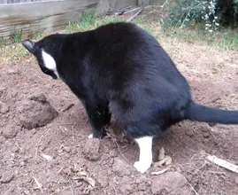 Altijd buurtkatten in je tuin? Met dit geheel kattenvriendelijke trucje gebeurt dat niet meer!