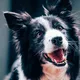 Border collie limpou mais de 1.000 garrafas plásticas em 2022