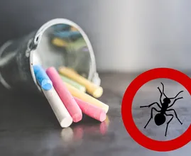 Waarom een simpel krijtje kan helpen tegen mieren