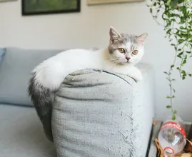 Hoeveel geld is jouw kat waard?