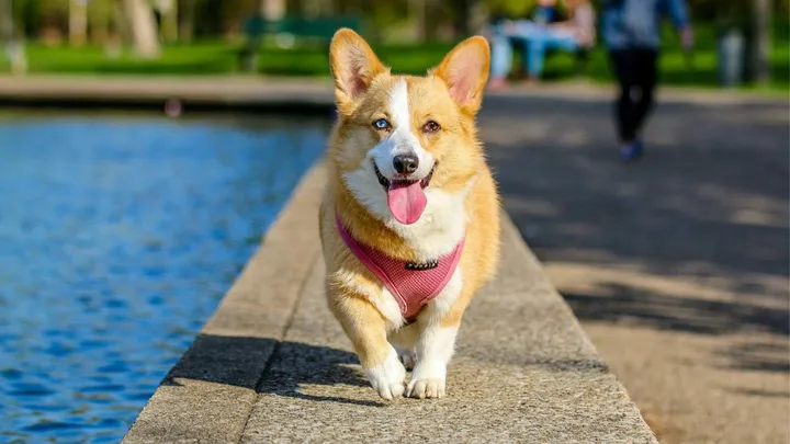 Zo maak je een wandeling nóg leuker voor je hond