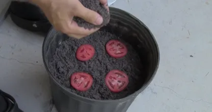Er belegt einen Topf Erde mit Tomatenscheiben so wie bei einer Pizza und das Ergebnis ist erstaunlich!