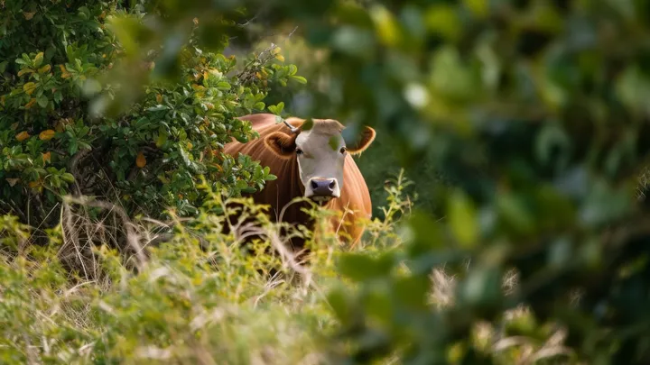 Un fermier retrouve une vache disparue après 8 mois - Lorsqu'il s'approche, elle devient pâle.