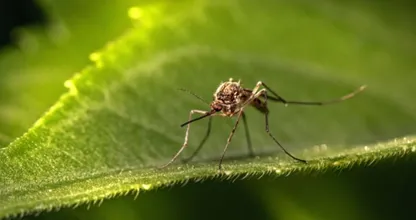 Durf te vragen: waarom prikken muggen alleen in de warme maanden?