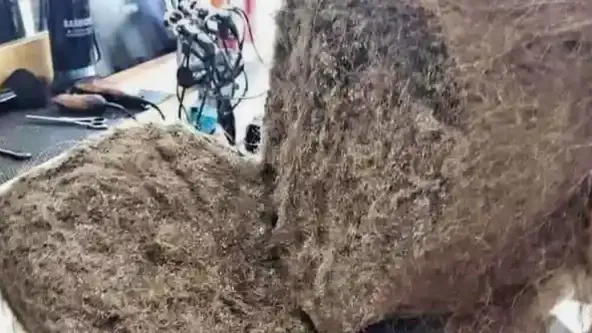 소녀가 머리를 빗는 것을 거부했을 때 미용사는 충격적인 것을 발견하게 되었습니다.