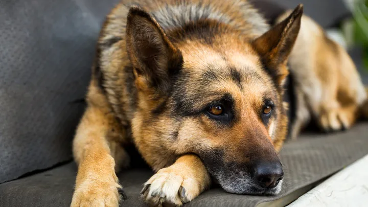 Un chien policier à la retraite fait une découverte intéressante avec l’aide de son propriétaire