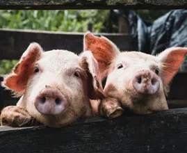 25 boeren uit Limburg laten zich vrijwillig uitkopen door overheid