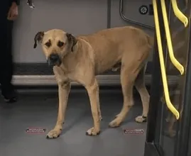Questo cane prendeva la metropolitana ogni giorno, finché un uomo non gli ha messo addosso un localizzatore e ha scoperto la ragione...