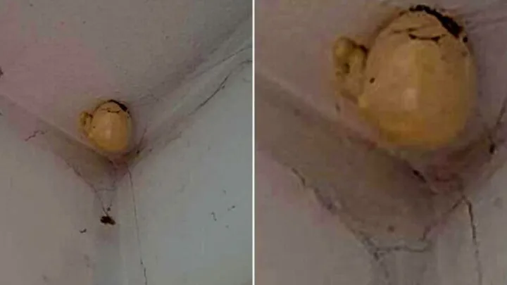 Mujer llega a casa y encuentra extraño «huevo» colgado en el techo de su habitación