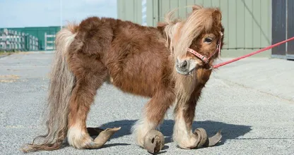Zwaar verwaarloosde pony met vergroeide hoeven krijgt hartverwarmende transformatie
