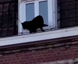 Bizar: panter maakt ommetje over Franse daken