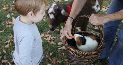 Eropuit met de kleine: kinderboerderijen openen hun deuren weer