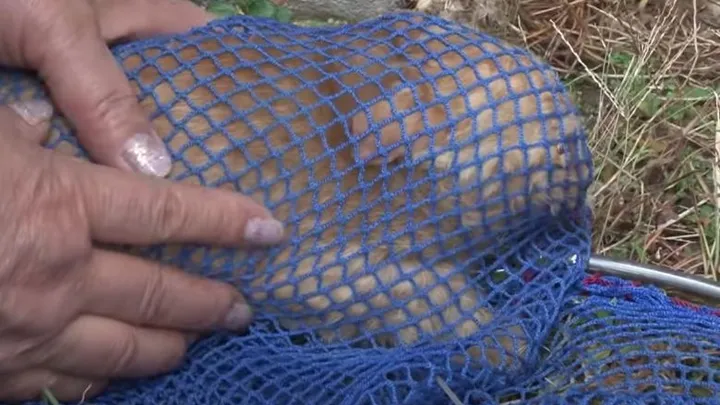This homeless cat only accepts food from a bag and the reason is touching