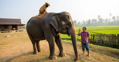 Elephant Appears Outside Farmhouse – What It’s Holding In Its Trunk Leaves the Farmer Speechless
