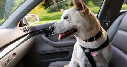 Om deze reden moet je je hond nooit op de bijrijdersstoel laten zitten