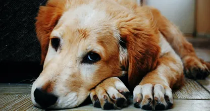 Hond wacht elke dag op baasje bij ziekenhuis
