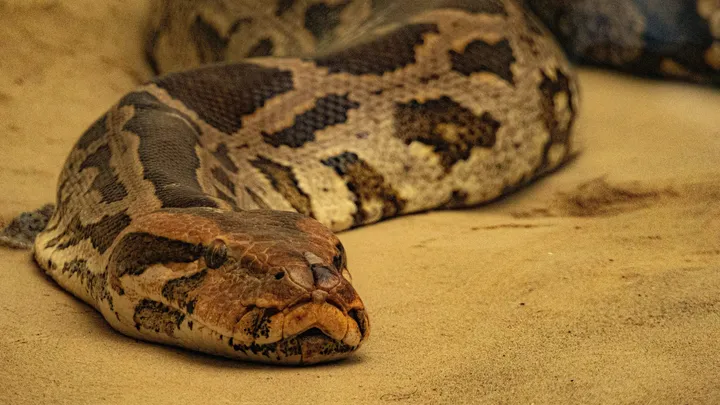 Mujer pensó que podía dormir segura con su mascota pitón todas las noches, hasta que el veterinario le mostró la sorprendente verdad