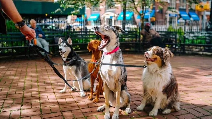 Hombre encuentra un pitbull atado a un árbol y lee la carta que está al lado