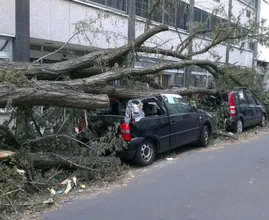 Flinke storm in aantocht: grote kans op omvallende bomen