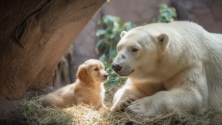 Filhote de cachorro escorrega para dentro do recinto do urso polar - o que os tratadores do zoológico testemunham em seguida é surpreendente!