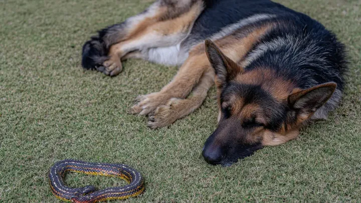 Moeder liet haar baby een paar seconden alleen met een Duitse herder - wat ze daarna zag beangstigde haar!