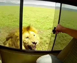 Video: Toerist aait leeuw tijdens safari, mensen leren het ook nooit