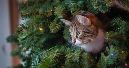 Dierenbescherming waarschuwt: ‘Pas op met je huisdier en de kerstboom’