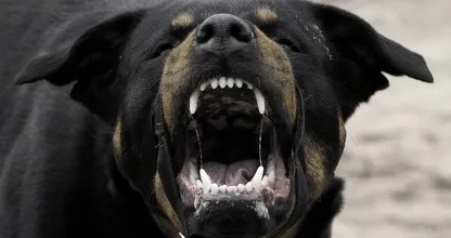 SCHOKKEND drama in Drenthe: peuter zwaargewond in ziekenhuis door agressieve honden!