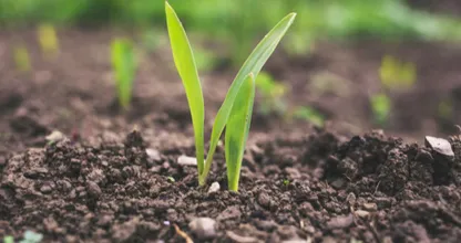 The state of New York now allows human composting