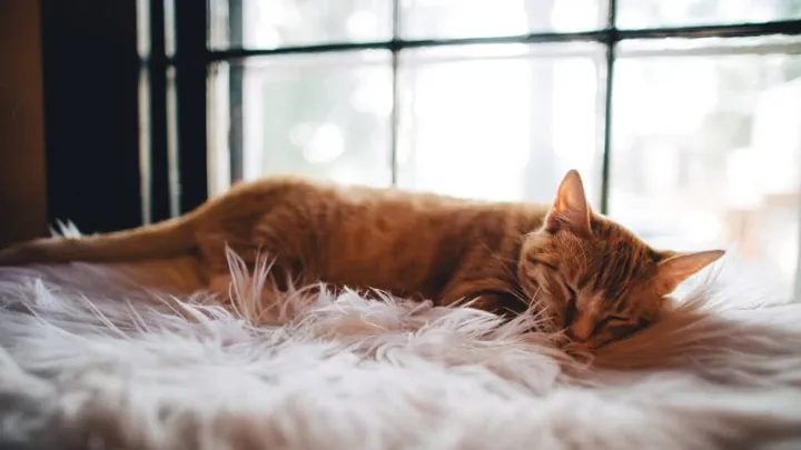 4 tips om wakker te worden wanneer het buiten nog donker is