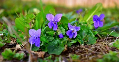 Afgelopen weekend lekker getuinierd? Pak dan deze week je tuinplanten in