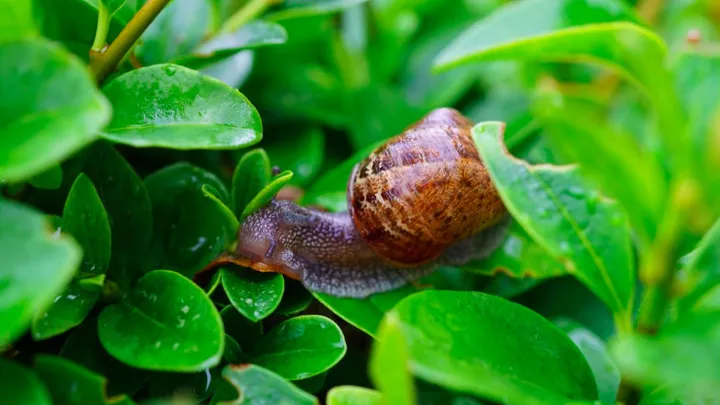 Schneckenplage im Garten? Mit diesem tierfreundlichen Trick machen sie sich vom Acker!