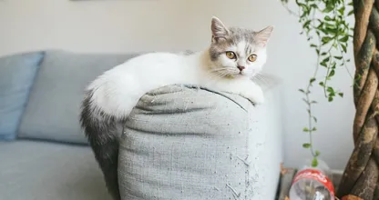 Hoeveel geld is jouw kat waard?