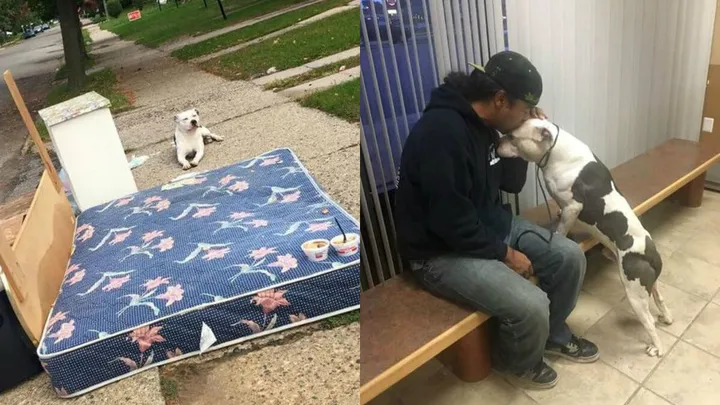 Hartverscheurend: wat deze hond doet als zijn baasjes hem hebben verlaten.. Dit moet je even zien!