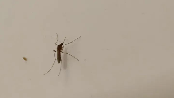 Mosquitos inside your house? Get rid of them with this trick!