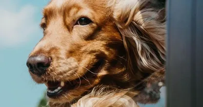 Zien: deze bezorger gaat met élke hond die hij tegenkomt op de foto