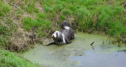 Heeft jouw hond ook lekker gezwommen in de warmte? Zo verhelp je de vieze natte-hond-geur! Dit is handig!